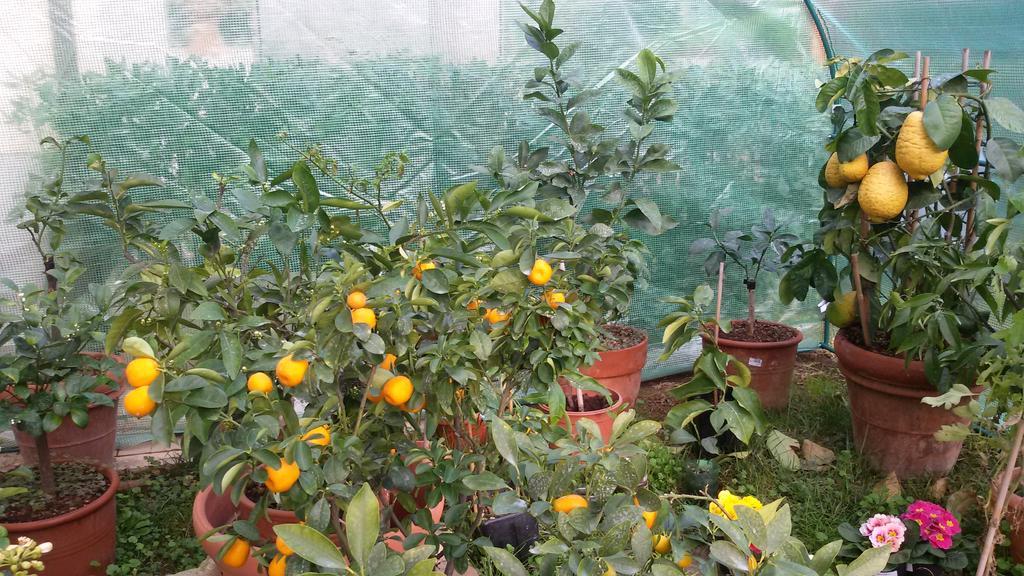 شقة La Limonaia كاسْتيلونْشيلّو الغرفة الصورة